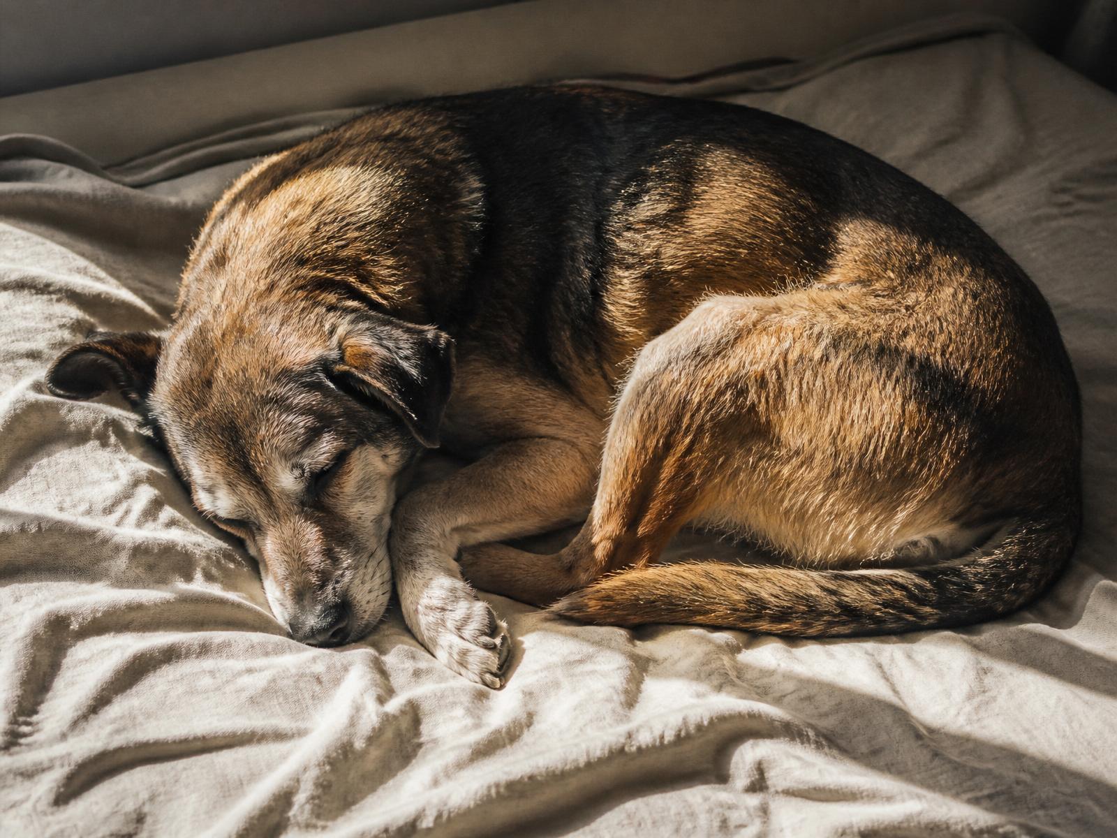 Sovande hund